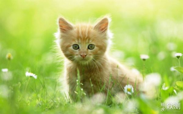 愉快撸猫，选对猫粮很关键，我的小技巧分享_新浪众测