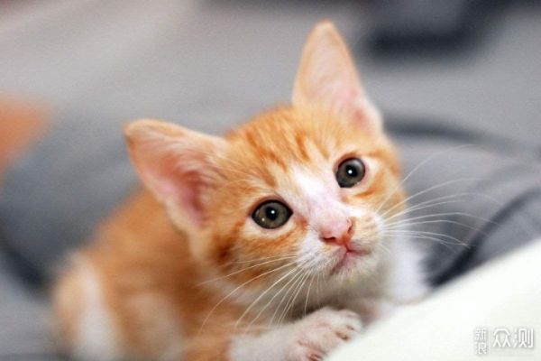愉快撸猫，选对猫粮很关键，我的小技巧分享_新浪众测