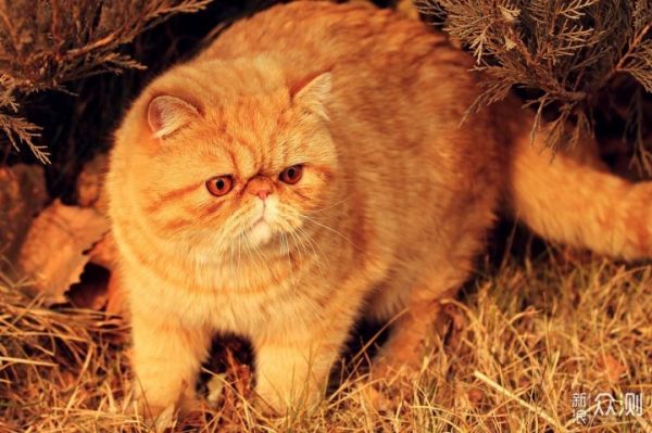 愉快撸猫，选对猫粮很关键，我的小技巧分享_新浪众测