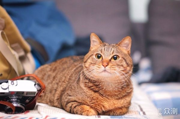 愉快撸猫，选对猫粮很关键，我的小技巧分享_新浪众测