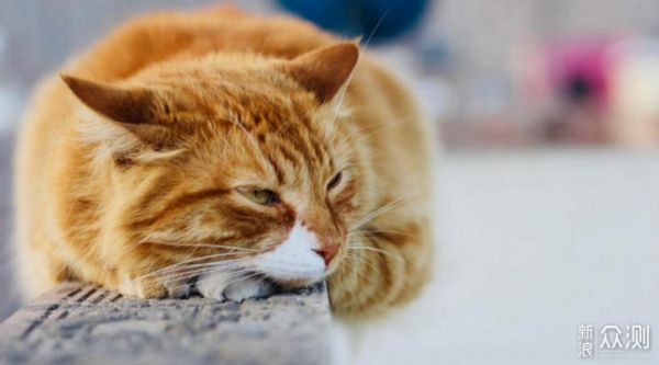 愉快撸猫，选对猫粮很关键，我的小技巧分享_新浪众测