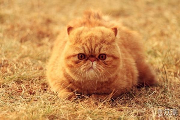 愉快撸猫，选对猫粮很关键，我的小技巧分享_新浪众测