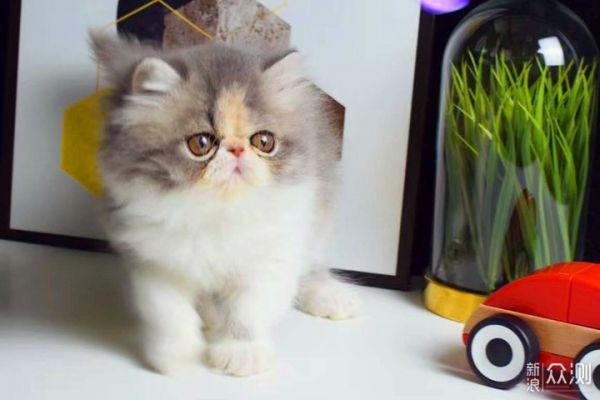 愉快撸猫，选对猫粮很关键，我的小技巧分享_新浪众测