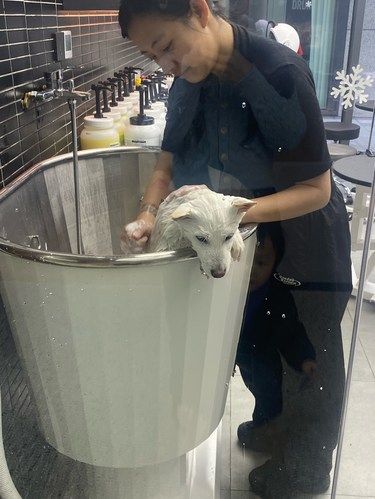 喵星人的美容院日常