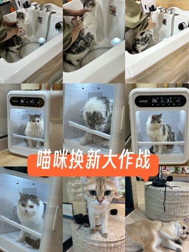 宠物洗澡记
