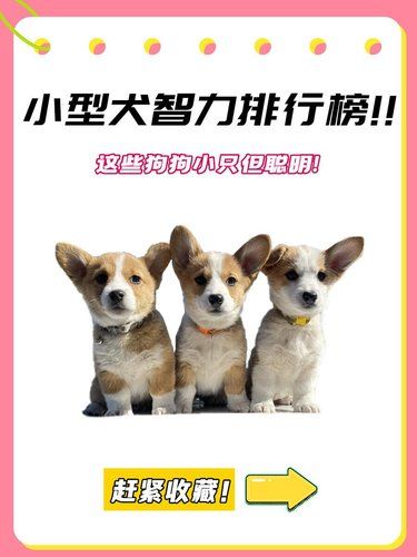 小型犬智力排行榜来啦