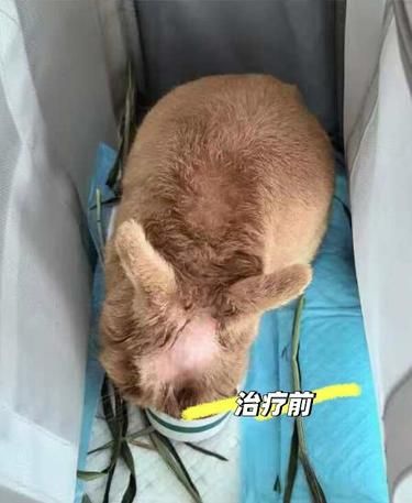 康晟动物医院·异宠·犬猫综合全科(太阳宫店)
