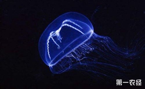 宠物水母怎么养？初学者必看的水母养护指南