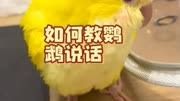 鹦鹉说话 #鹦鹉说话教程 #如何教鹦鹉说话 #鹦鹉