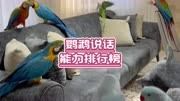 鹦鹉说话能力排行榜