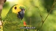 十万个为什么？———为什么鹦鹉会说话？