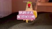 鹦鹉说话能力第一，你猜到了吗