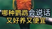 哪种鹦鹉会说话，又好养又便宜
