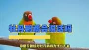 牡丹鹦鹉会说话吗