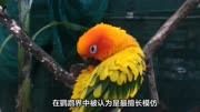十大智商最高的鹦鹉，哪种鹦鹉最会说话