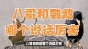 八哥和鹦鹉哪个说话厉害