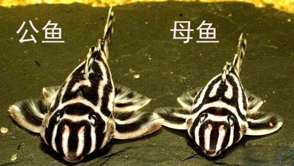 熊猫异型鱼公母分辨详细图文