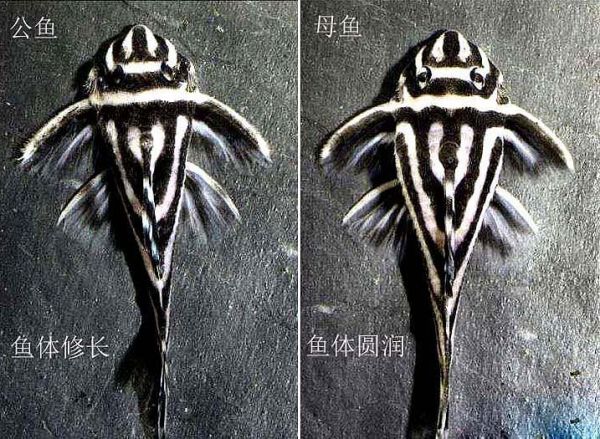 熊猫异形鱼公母分辨