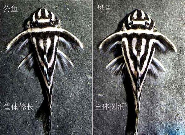 熊猫异形鱼公母分辨