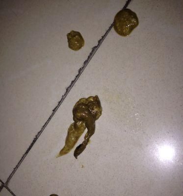 小狗频繁拉屎怎么办？（从饮食、运动、疾病三方面找到解决方案）