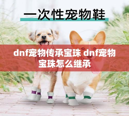 dnf宠物传承宝珠 dnf宠物宝珠怎么继承