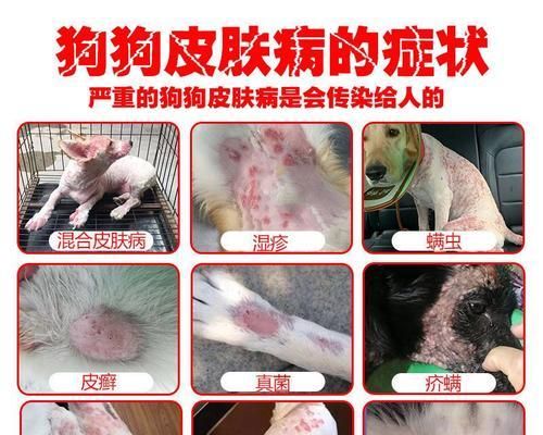 狗狗皮肤真菌感染，你了解多少（不同种类真菌引发的感染症状）