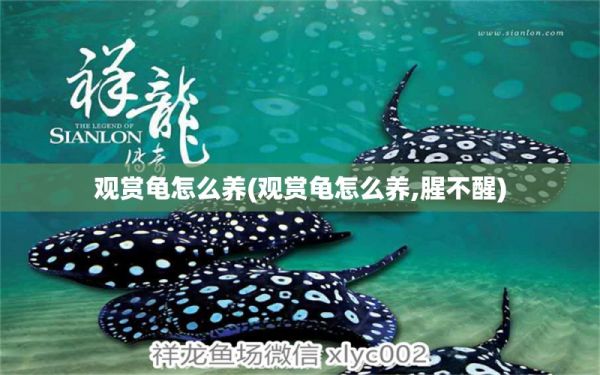 观赏龟怎么养(观赏龟怎么养,腥不醒) 乌龟 第1张