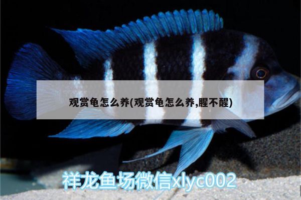 观赏龟怎么养(观赏龟怎么养,腥不醒) 乌龟 第2张