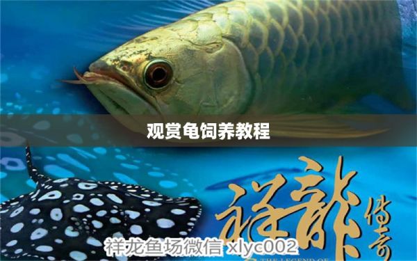 观赏龟饲养教程 乌龟 第1张