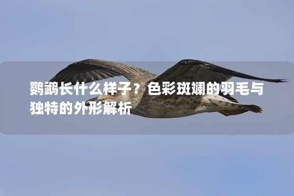 鹦鹉长什么样子？色彩斑斓的羽毛与独特的外形解析