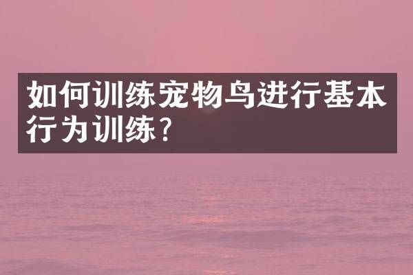 如何训练宠物鸟进行基本行为训练？
