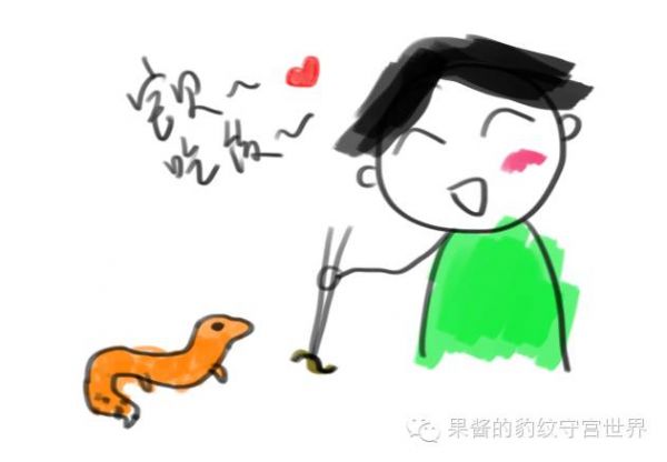 豹纹守宫冬天怎么养（豹纹守宫冬日三纠结）