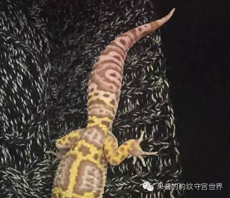豹纹守宫冬天怎么养（豹纹守宫冬日三纠结）