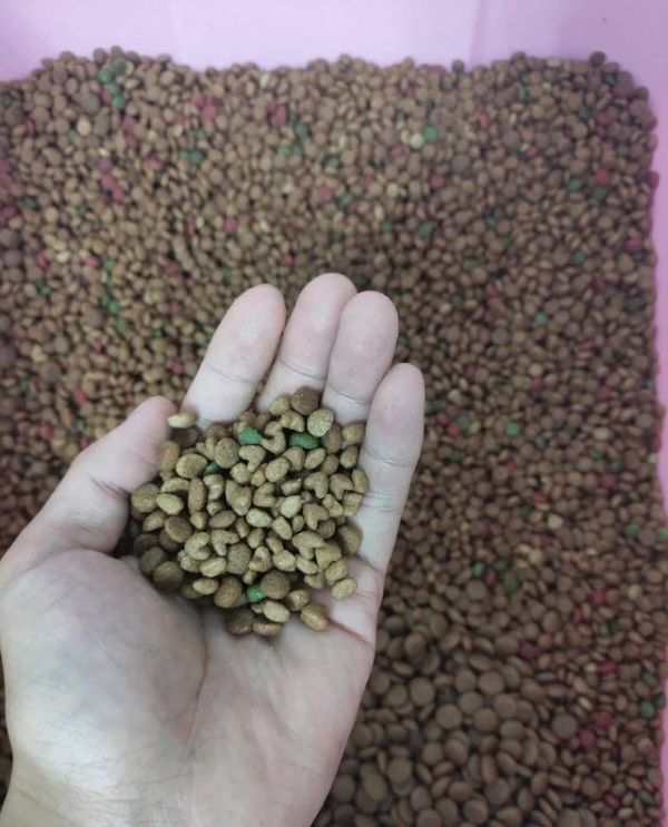 狗狗能吃什么，宠物狗吃啥