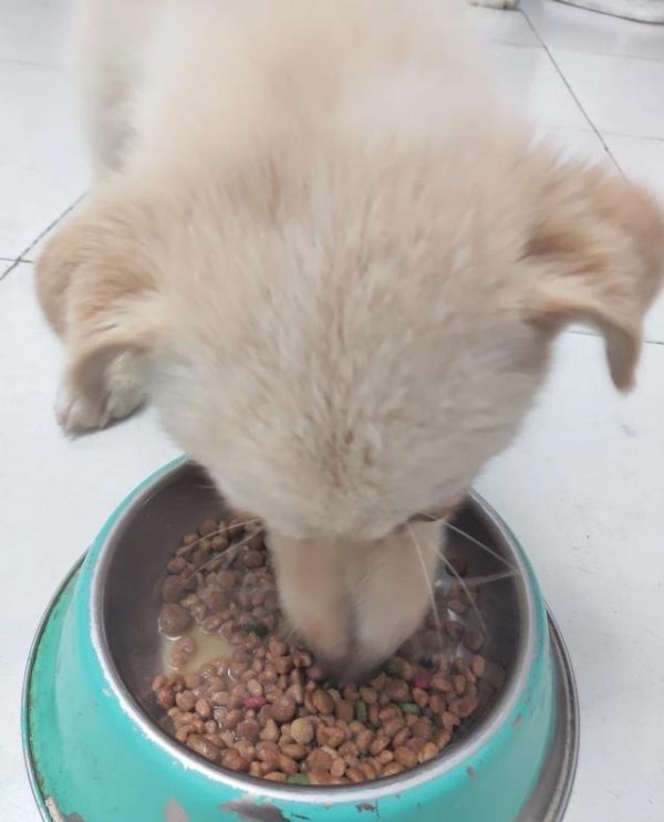狗狗能吃什么，宠物狗吃啥