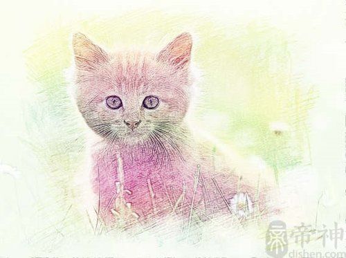 宠物猫咪好听的独特名字