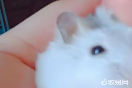 养仓鼠的技巧与方法
