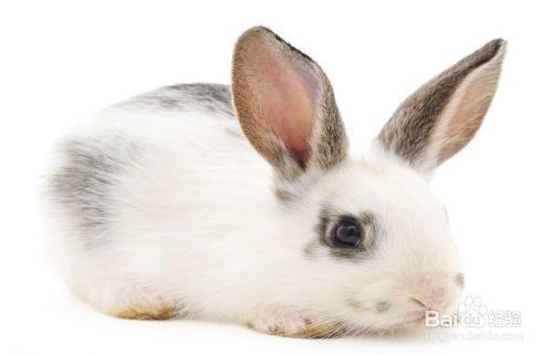 大宠物兔：如何养护和训练？养护大宠物兔的十大技巧和训练方法