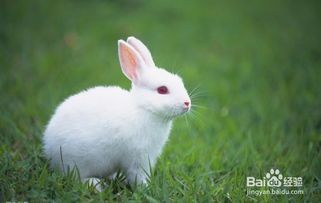 大宠物兔：如何养护和训练？养护大宠物兔的十大技巧和训练方法