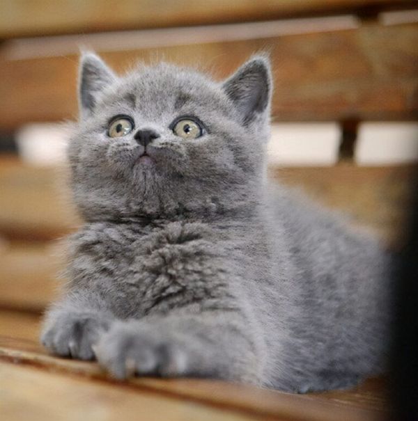 曼基康矮脚猫多少钱一只?养猫人士必看