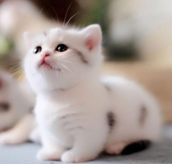 曼基康矮脚猫多少钱一只?养猫人士必看