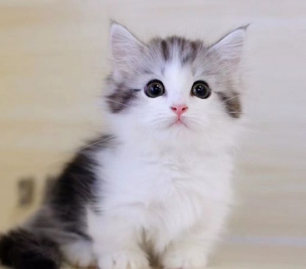 曼基康矮脚猫多少钱一只?养猫人士必看
