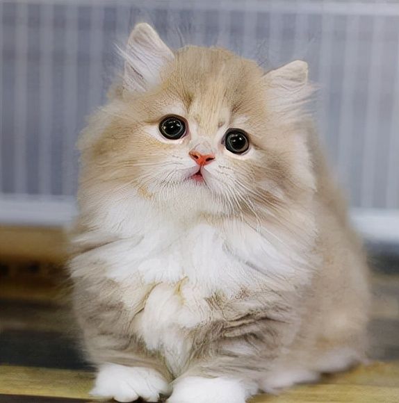 曼基康矮脚猫多少钱一只?养猫人士必看