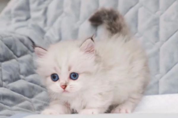 曼基康矮脚猫多少钱一只?养猫人士必看
