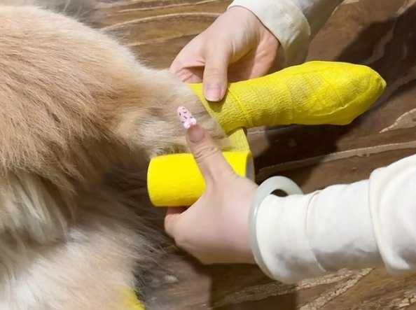 战斗宠物绷带哪里买？如何正确使用？-第1张图片-佳梦游戏