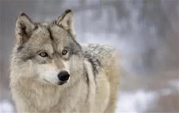 犬科动物战斗力排名,你家狗狗上榜了吗?