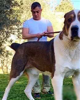 史上最古老的4大獒犬,比狼还大,比兽还凶,藏獒不在其中