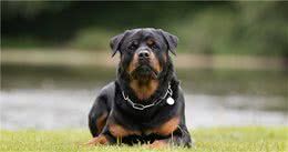 对罗威纳犬7大“误解”,你信了吗?
