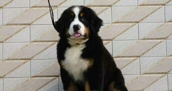 大型犬疫苗接种指南（宠物保健从疫苗开始）