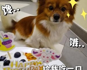 狗狗生日蛋糕—营养、简单,新手友好的做法 步骤9